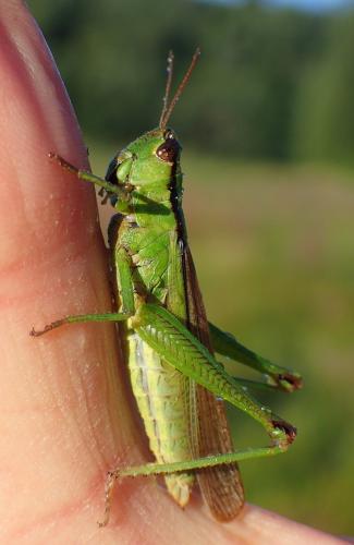 Réf. 270 557 : Mecostethus parapleurus parapleurus